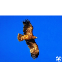 گونه عقاب شاهی Eastern Imperial Eagle